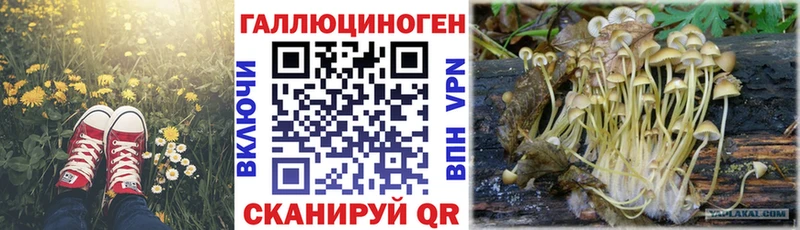 Галлюциногенные грибы Psilocybine cubensis  OMG вход  Новый Оскол  закладки 
